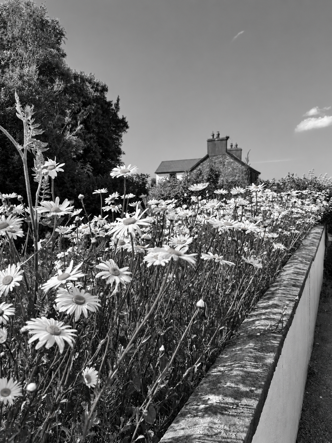 Daisies growing beside a cottage wall